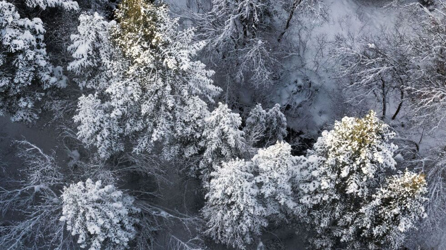 Would thinning forests help the Great Salt Lake?