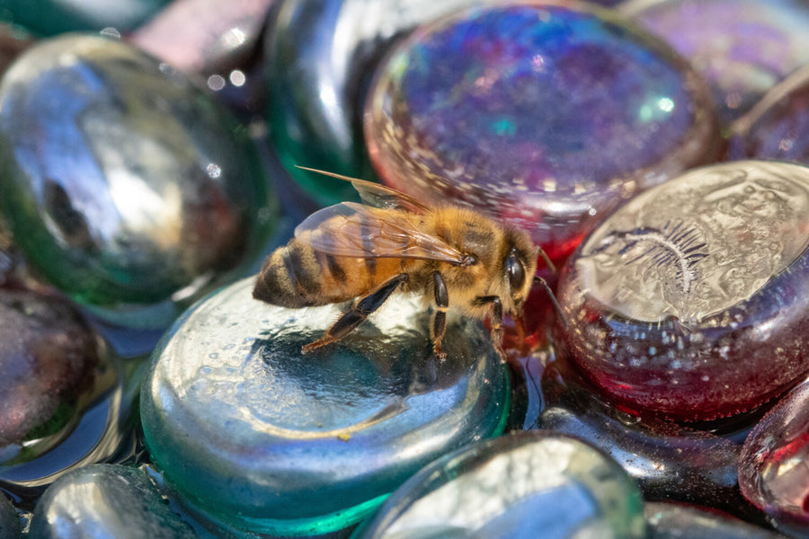 How to make a DIY bee bath for your garden—and why you should