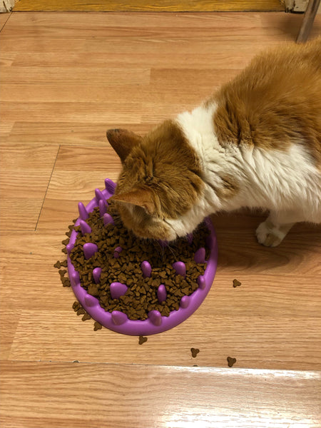 My Cat Finally Stopped Vomiting After Every Meal Using One of These 10 Cat Food Puzzles