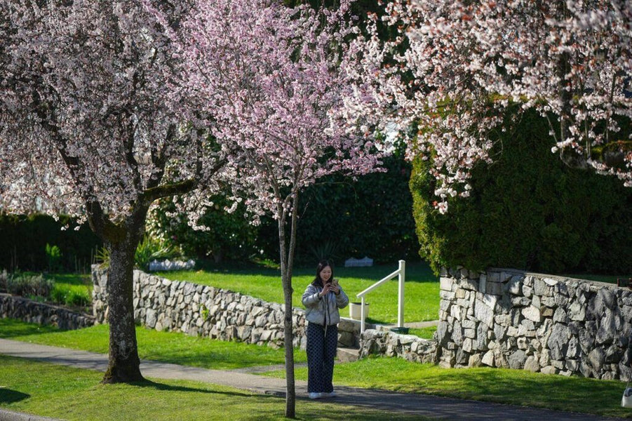 Selfie sticks bloom beneath Vancouver’s cherry blossoms, as petal power goes global