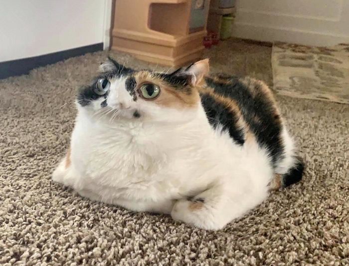 120 Times People Took A Panorama Photo Of An Animal And It Turned Out Hilariously Bad (New Pics)